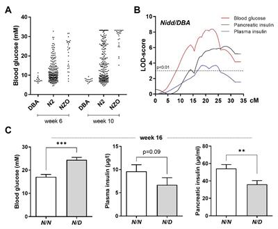 Identification of Novel Potential Type 2 Diabetes Genes Mediating β-Cell Loss and Hyperglycemia Using Positional Cloning